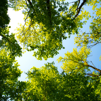 additives for wood plastic composites WPC