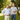 TPE experts
